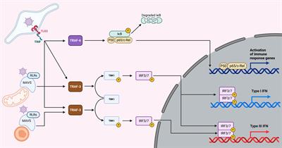 Importance of Type I and III Interferons at Respiratory and Intestinal Barrier Surfaces